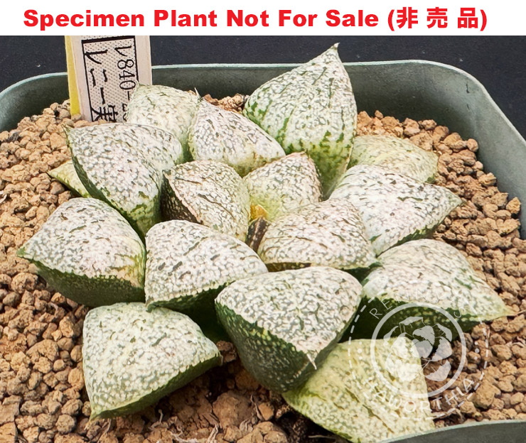 'RS-840-2014', (Specimen Size), Only One 'RS-840-2014', (Specimen Size), Only One