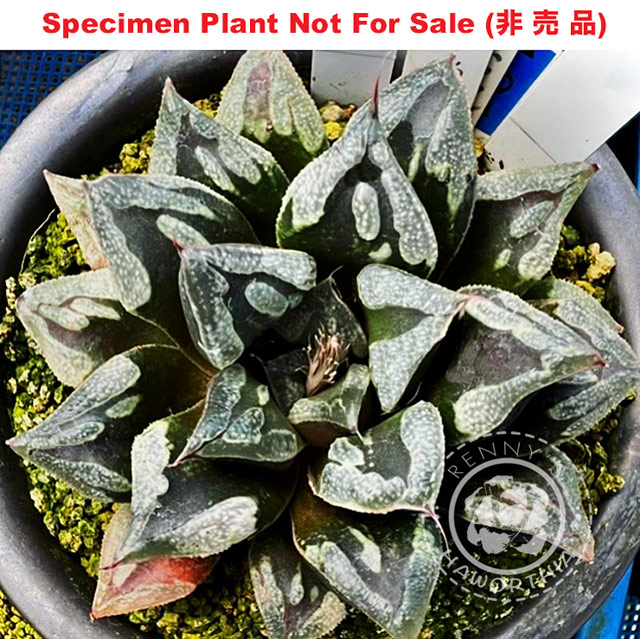 'Return Wing'「リターンウィング」(Large Size Plant) 'Return Wing'「リターンウィング」(Large Size Plant)
