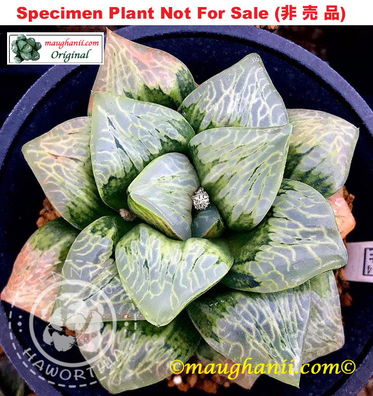 'River Flows'「リバーフローズ (河 流)」(Extra Large Size Plant) 'River Flows'「リバーフローズ (河 流)」(Extra Large Size Plant)