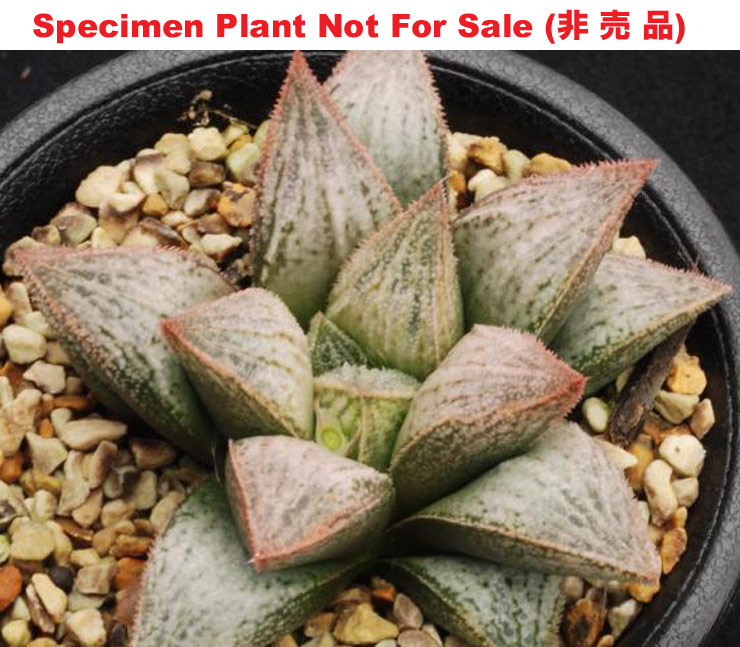 'Sakura Fubuki'「桜 吹 雪」(Large Size Plant) 'Sakura Fubuki'「桜 吹 雪」(Large Size Plant)