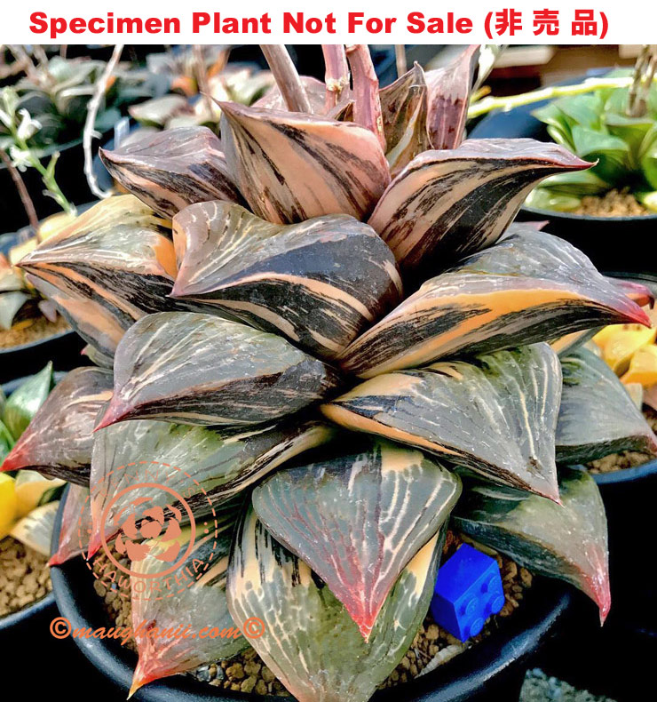 'Sarlac'「サーラック」(non-variegate) (Extra Large Size Plant)