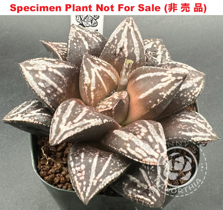 'Sekkei'「雪渓」(Large Size Plant) 'Sekkei'「雪渓」(Large Size Plant)