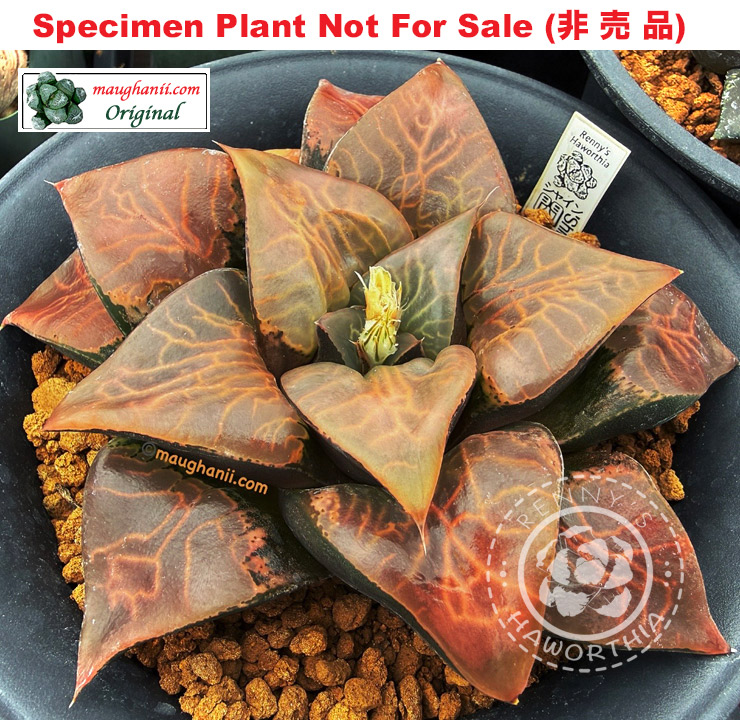 'Shine'「シャイン(閃耀)」(Extra Large Size Plant) 'Shine'「シャイン(閃耀)」(Extra Large Size Plant)