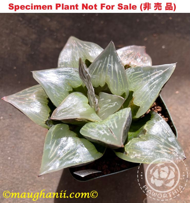 'Saijyu' x 'SILVER HEART' (Large Size Plant)