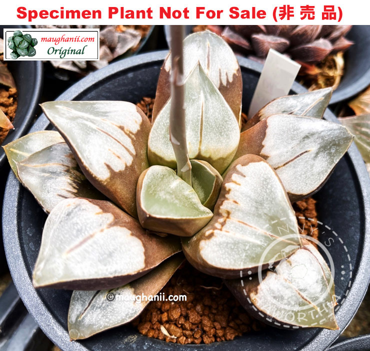 'Silver Heart'「銀心」(Extra Large Size Plant) 'Silver Heart'「銀心」(Extra Large Size Plant)