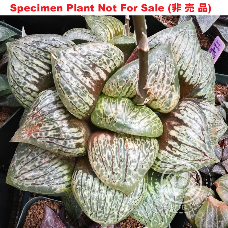 'Silver Kouryu'「銀紅竜」(Small Size Plant) 'Silver Kouryu'「銀紅竜」(Small Size Plant)