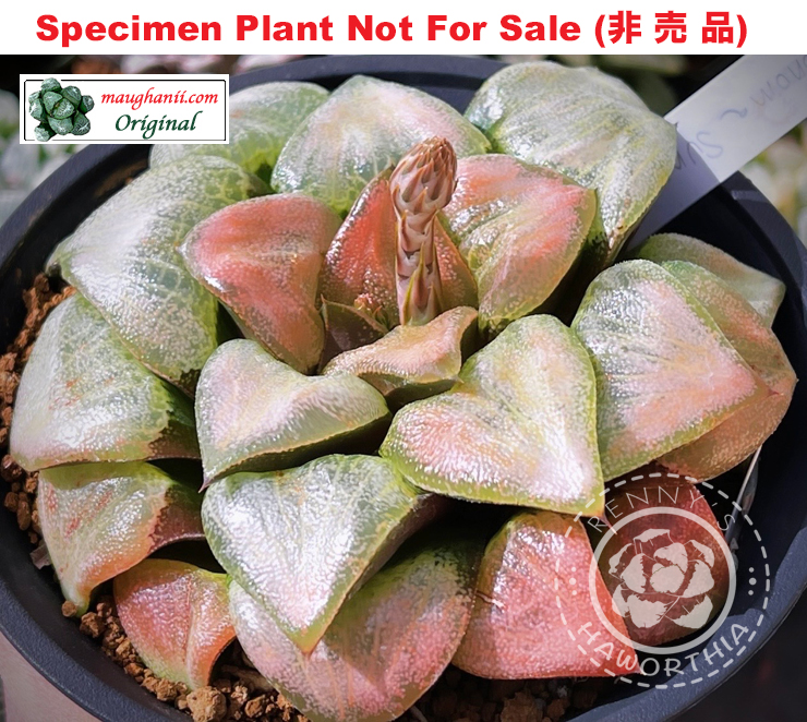 'Sonoma Sunset'「ソノマ・サンセット」(索諾瑪日落) (Extra Large Size Plant) 'Sonoma Sunset'「ソノマ・サンセット」(索諾瑪日落) (Extra Large Size Plant)