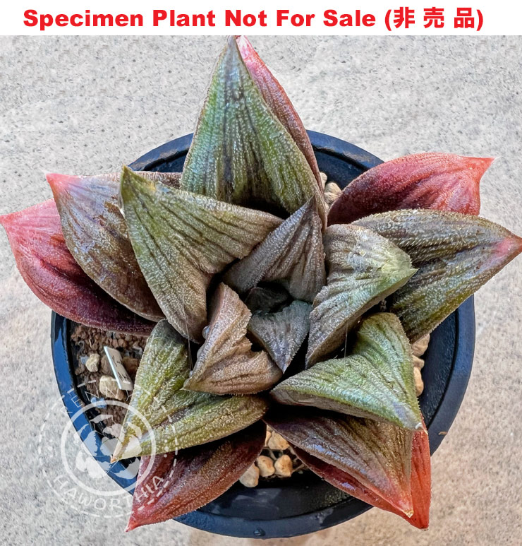 'Titanic'「タイタニック」(Large Size Plant) 'Titanic'「タイタニック」(Large Size Plant)