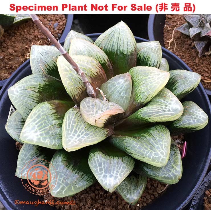 'Tsukiakari'「月明かり」(Large Size Plant) 'Tsukiakari'「月明かり」(Large Size Plant)