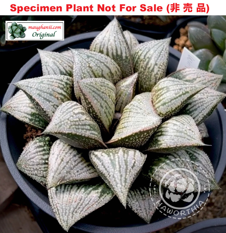 'White Alligator' (Large Size Plant) 'White Alligator' (Large Size Plant)