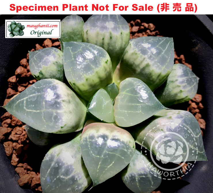 'White Dolphin'「ホワイト・ドルフィン」(Large Size Plant) 'White Dolphin'「ホワイト・ドルフィン」(Large Size Plant)