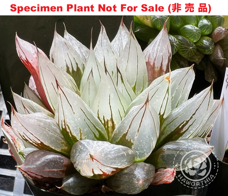 'Shiro Mutant'「白ミュータント」(Large Size Plant) 'Shiro Mutant'「白ミュータント」(Large Size Plant)