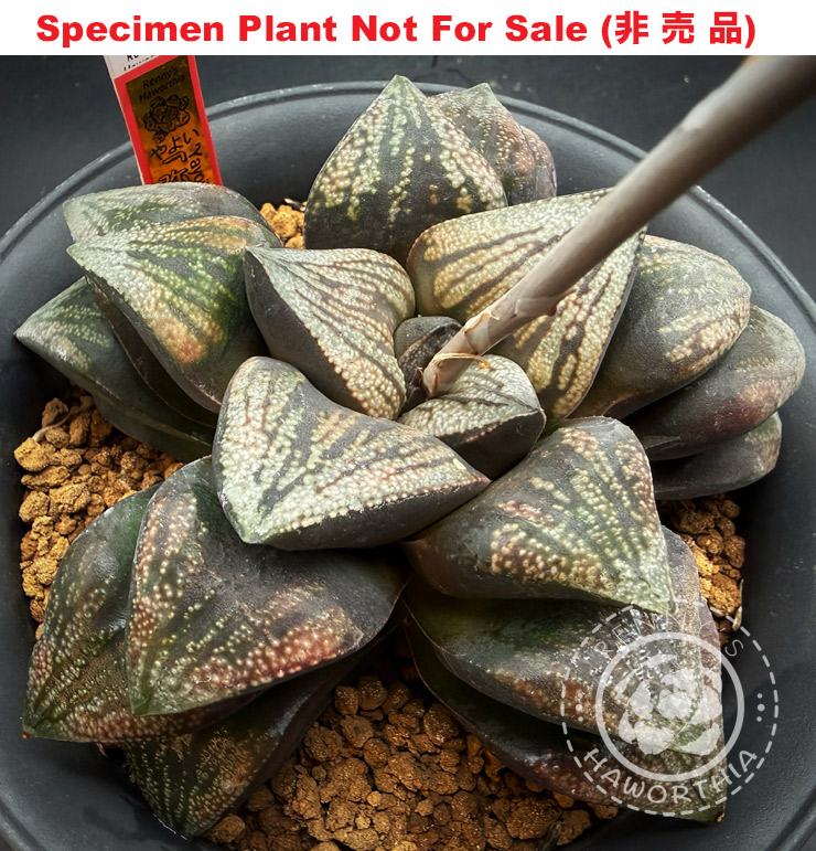 'Yayoi'「弥生」(Extra Large Size Plant) 'Yayoi'「弥生」(Extra Large Size Plant)
