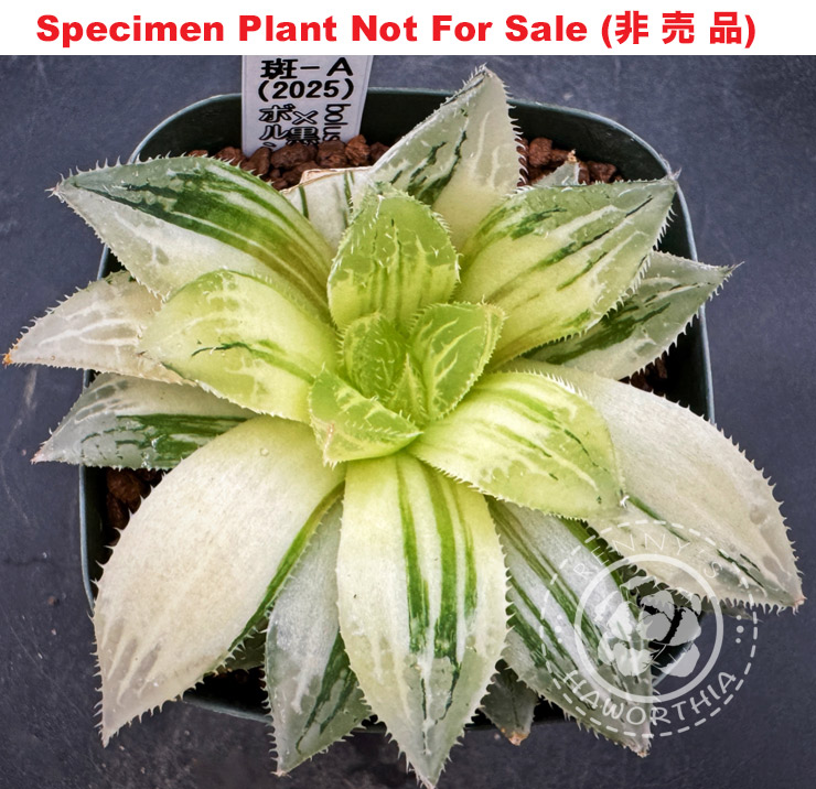 bolusii variegate x 'Kuroshio'「ボルシー錦 x 黒潮」(斑A-2025) bolusii variegate x 'Kuroshio'「ボルシー錦 x 黒潮」(斑A-2025)
