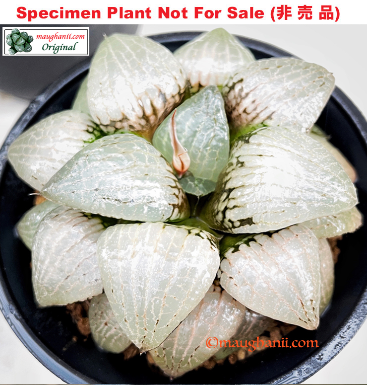 'Mirror Lake'「ミラーレーク」(Large Size Plant) 'Mirror Lake'「ミラーレーク」(Large Size Plant)