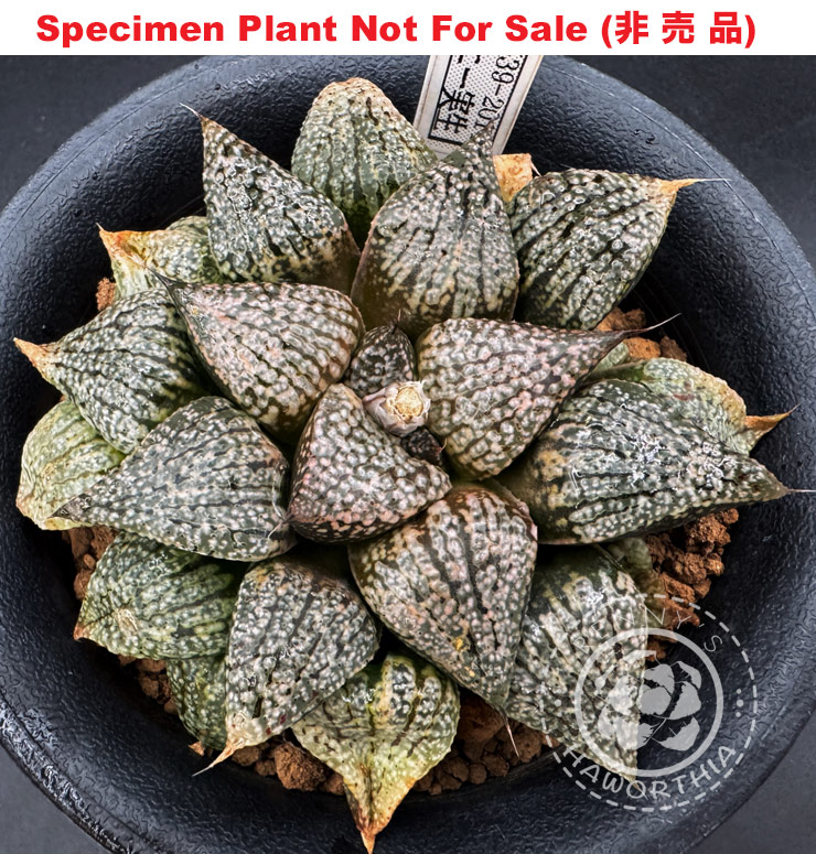 'RS-539-2014', (Specimen Size), Only One 'RS-539-2014', (Specimen Size), Only One