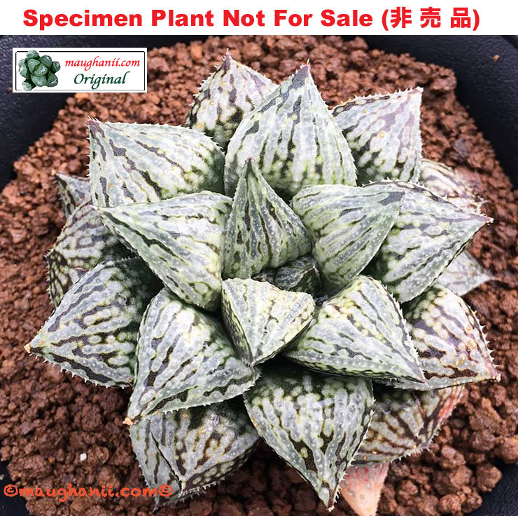 'Werewolf'「狼男 (狼人)」(Large Size Plant) 'Werewolf'「狼男 (狼人)」(Large Size Plant)