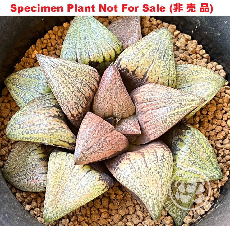 'RS-1157' (Extra Large Size Plant) 'RS-1157' (Extra Large Size Plant)