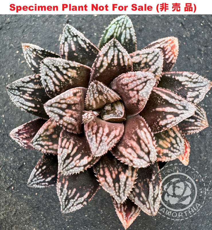 'Porcupine'「ヤマアラシ」RS-166-2014 (Large Size Plant) 'Porcupine'「ヤマアラシ」RS-166-2014 (Large Size Plant)