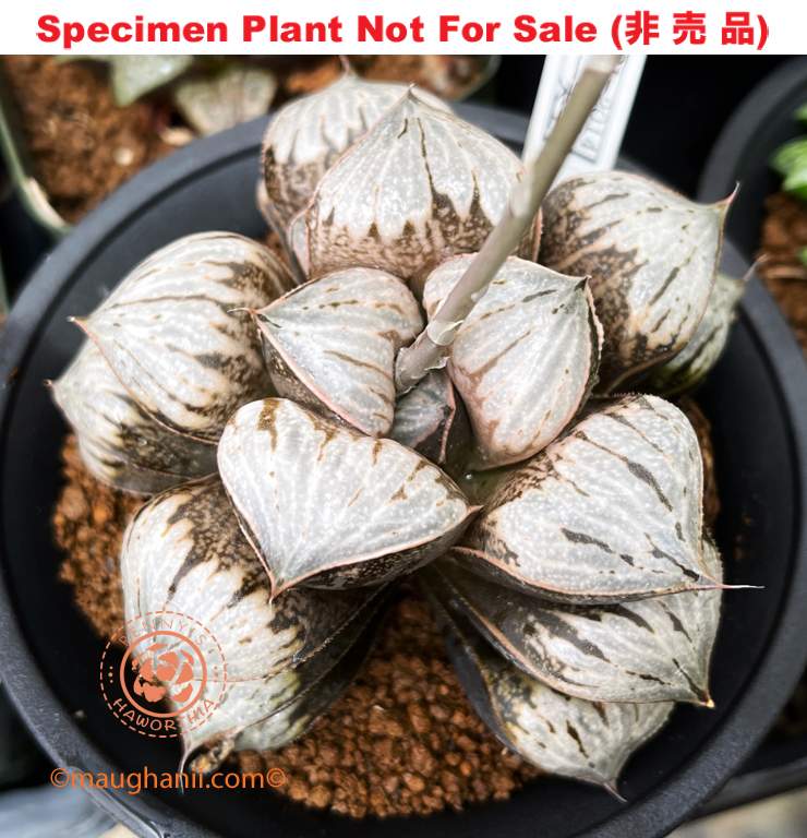 'Moon Knight'「ムーンナイト」RS-381-2014 (Large Size Plant) 'Moon Knight'「ムーンナイト」RS-381-2014 (Large Size Plant)