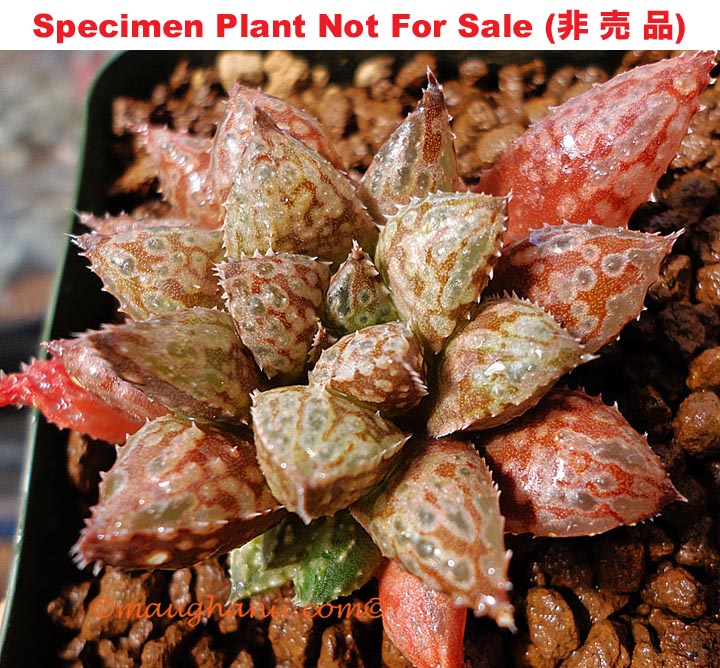 'Sango'「珊瑚」(Coral) (Small Size Plant) 'Sango'「珊瑚」(Coral) (Small Size Plant)
