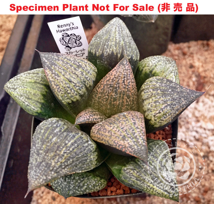'Scarlet Begonia'「スカレート・ベゴニア(猩紅色海棠)」(Large Size Plant) 'Scarlet Begonia'「スカレート・ベゴニア(猩紅色海棠)」(Large Size Plant)