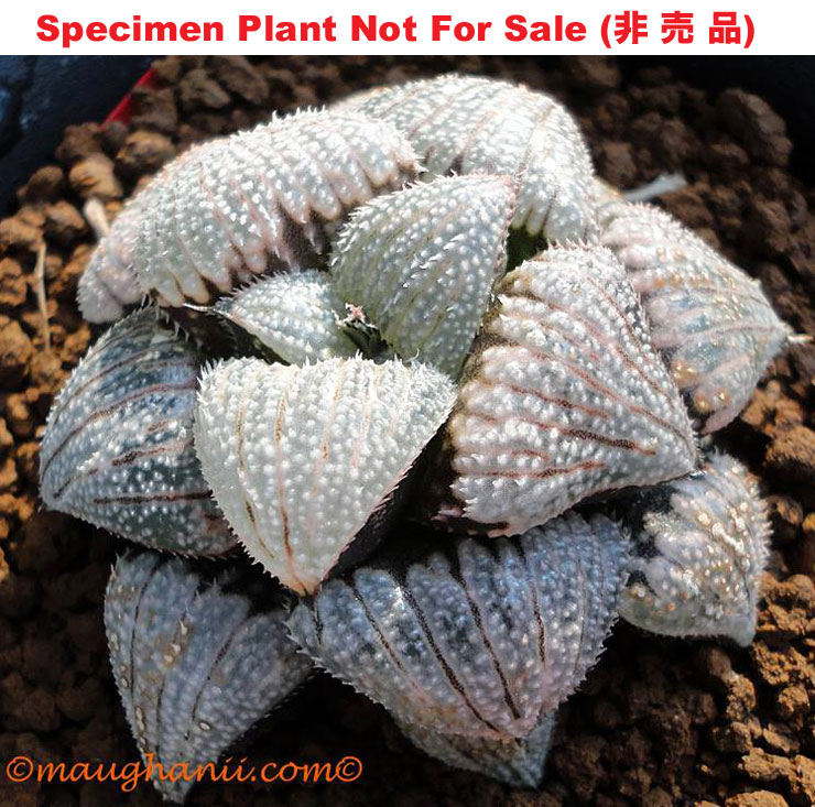 'Silver Cloud'「シルバークラウド」(Medium Size Plant) 'Silver Cloud'「シルバークラウド」(Medium Size Plant)