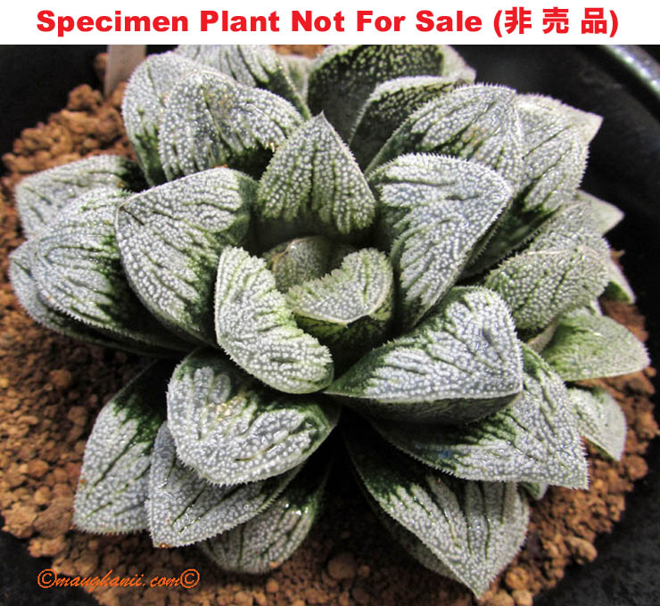 'Snow Monkey'「スノー・モンキー」(雪猿) (Large Size Plant) 'Snow Monkey'「スノー・モンキー」(雪猿) (Large Size Plant)