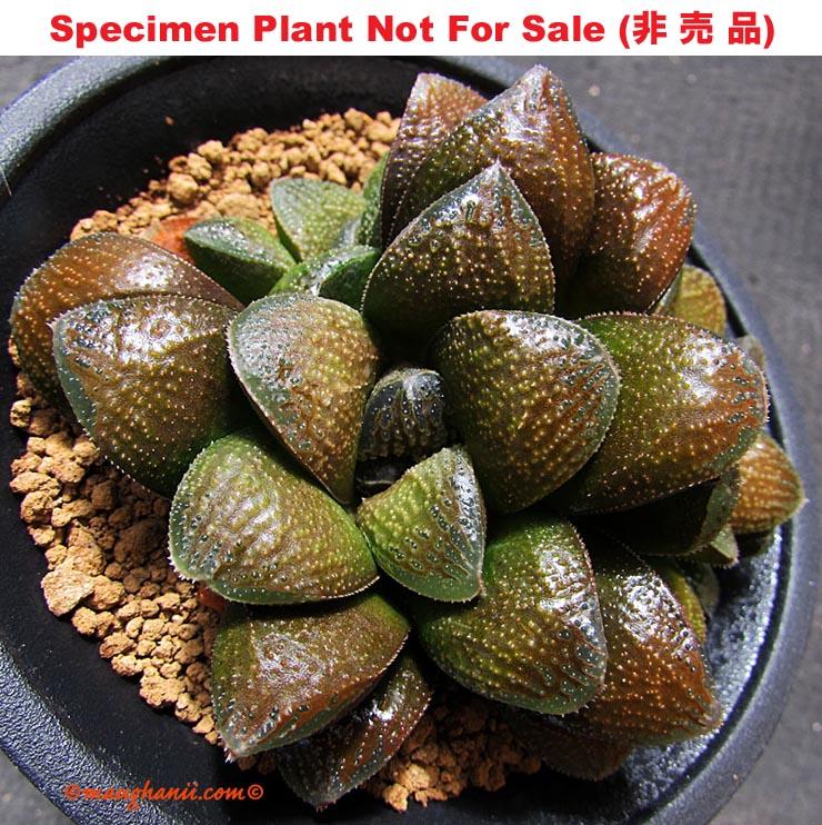 'Spring X Kegani' Type C, スプリング X 毛蟹 (C型) (Medium Size Plant) 'Spring X Kegani' Type C, スプリング X 毛蟹 (C型) (Medium Size Plant)