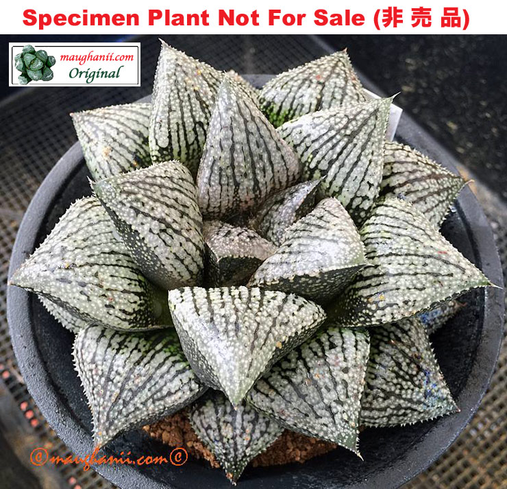 'Star Trek'「スタートレック (星際迷航)」(Extra Large Size Plant) 'Star Trek'「スタートレック (星際迷航)」(Extra Large Size Plant)