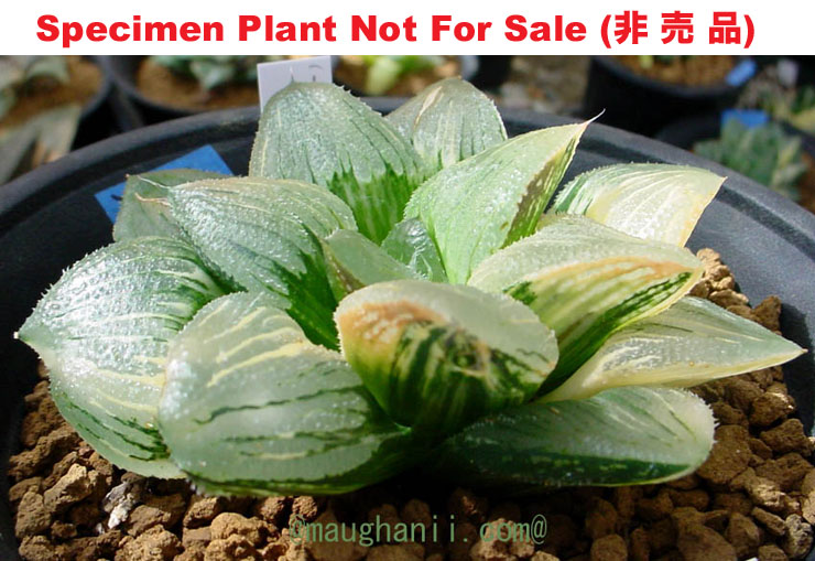 'Tenpei Nishiki'「天平錦」(Small Size Plant), non-variegate 'Tenpei Nishiki'「天平錦」(Small Size Plant), non-variegate