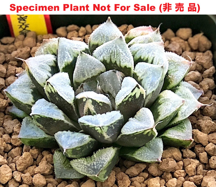 'Tsuki Usagi Seedling No.1'「月兎実生 No.1」(Large Size Plant) 'Tsuki Usagi Seedling No.1'「月兎実生 No.1」(Large Size Plant)