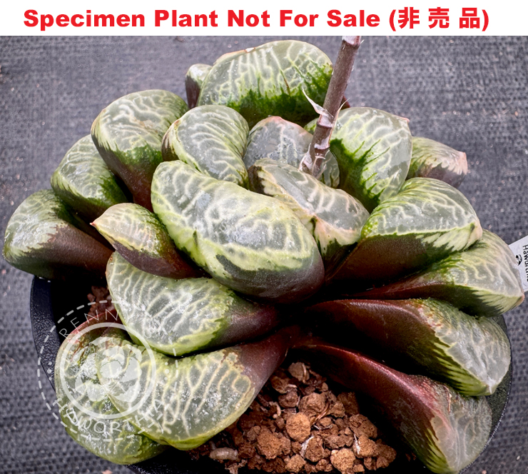 'Youen'「妖艶」(Large Size Plant) 'Youen'「妖艶」(Large Size Plant)