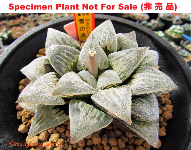 'Yuki No Jou'「雪之丞」(Small Size Plant) 'Yuki No Jou'「雪之丞」(Small Size Plant)
