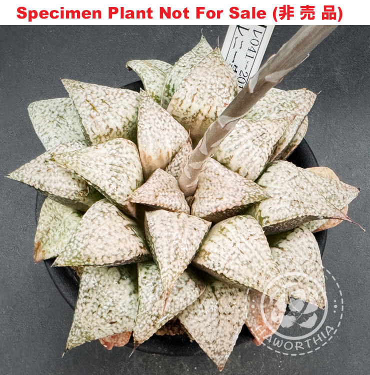 'RS-041-2014' (Specimen Size), Only One 'RS-041-2014' (Specimen Size), Only One