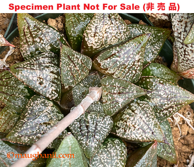 'Dragon PICT 02' (Large Size Plant)