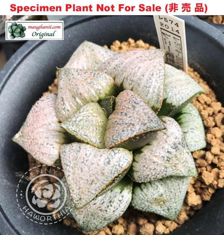 'RS-574-2014' (Large Size Plant) 'RS-574-2014' (Large Size Plant)