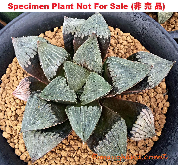 'Masaru'「勝」(Large Size Plant) 'Masaru'「勝」(Large Size Plant)