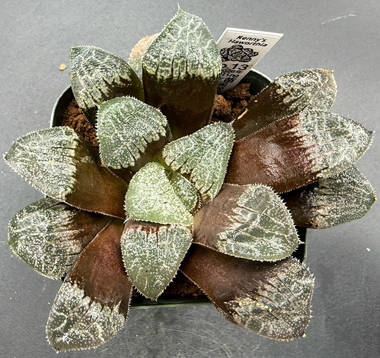 July No. 13 H. hyb seedling (07/11/26)