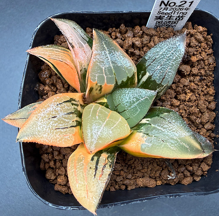 July No. 21 H. hyb seedling (07/11/26)