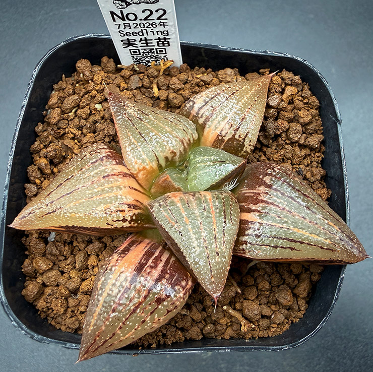July No. 22 H. hyb seedling (07/11/26)