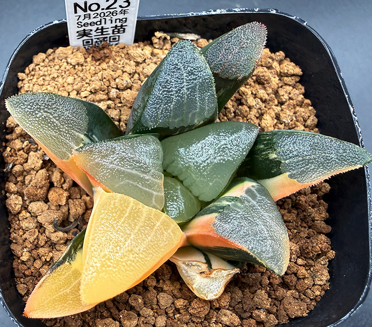 July No. 23 H. hyb seedling (07/11/26)
