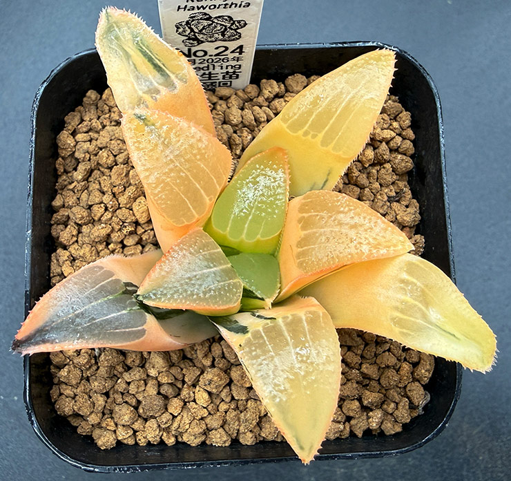 July No. 24 H. hyb seedling (07/11/26)