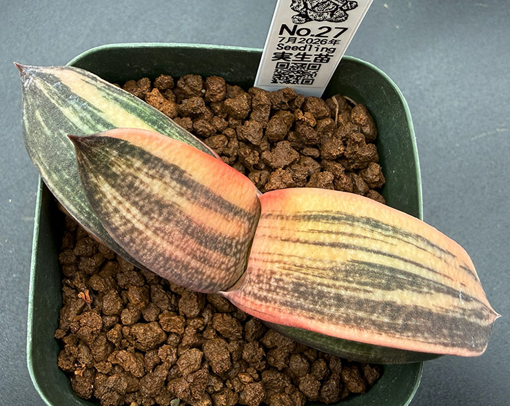 July No. 27 G. armstrongii hyb seedling (07/11/26)