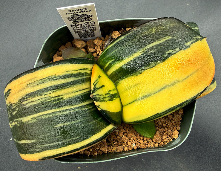 July No. 29 G. hyb seedling with 2 offsets (07/11/26)