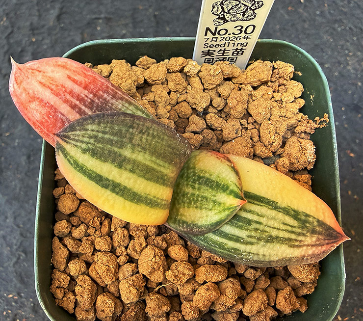 July No. 30 G. armstrongii hyb seedling (07/11/26)