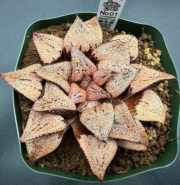 July-02 No. 01 H. hyb seedling (07/25/26)