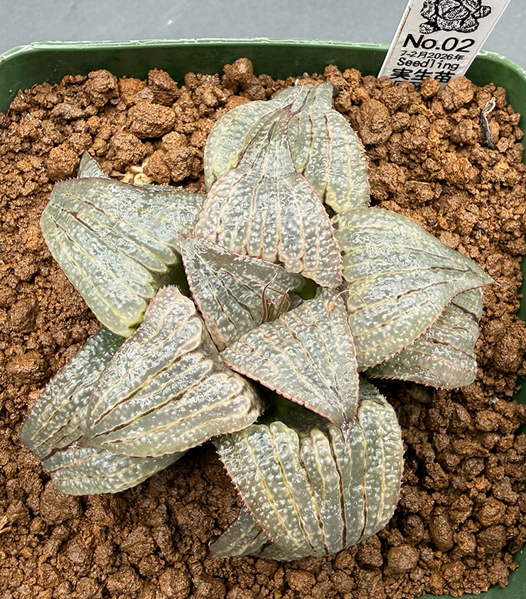 July-02 No. 02 H. hyb seedling (07/25/26)