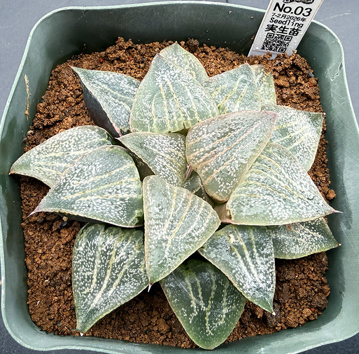 July-02 No. 03 H. hyb seedling (07/25/26)
