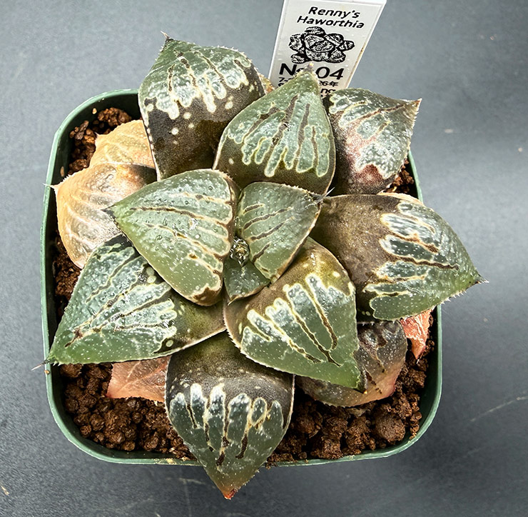 July-02 No. 04 H. hyb seedling (07/25/26)